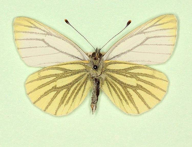 Pieris napi male (aberrant form subtimpunctata, verso) (Internet Image property of respective owner, non-commercial use only)